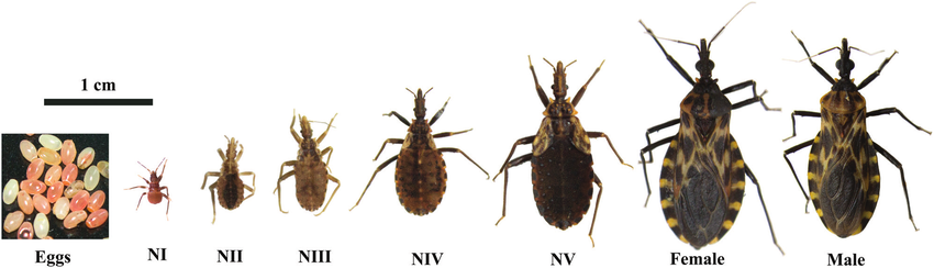 トリパノソーマ (Trypanosoma cruzi) によるシャーガス病を媒介するサシガメ Triatoma carrioni